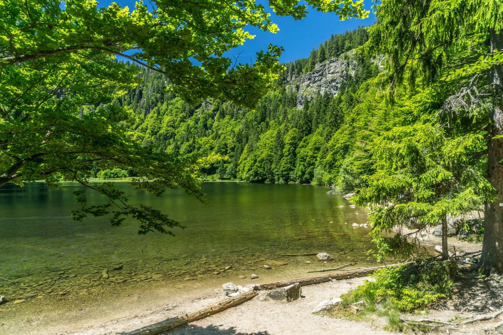 Fewo Schwarzwaldstern 2, Todtnau, 4 Schlafzimmer Bagian luar foto